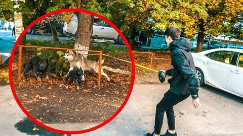 Блоггеры бандит