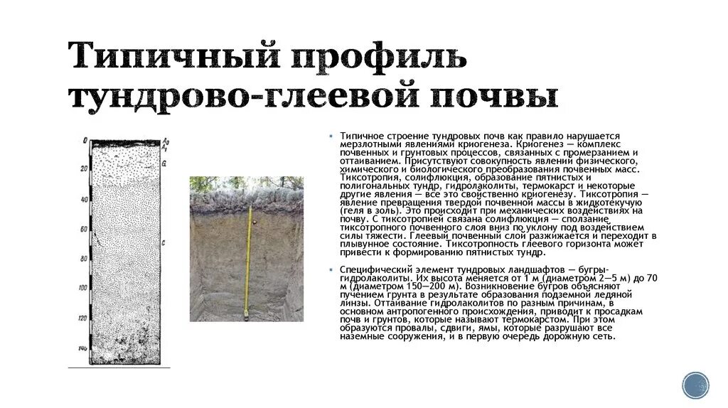 Почвенный профиль тундрово глеевой почвы. Почвенный профиль тундрово глеевых почв схема. структура тундрово глеевой почвы. почвенный разрез тундрово-глеевой почвы.