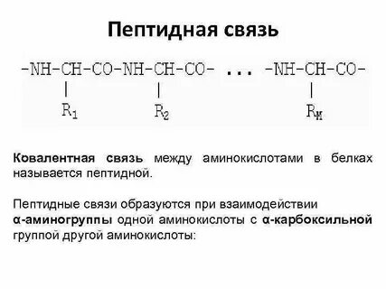Являются биологическими катализаторами содержат пептидные связи