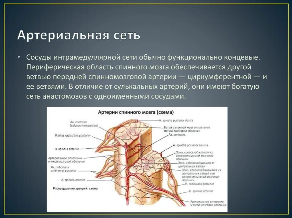 Кровоснабжение межпозвоночных дисков. Анастомозы спинного мозга артериальные. Артерия кровоснабжающая спинной мозг. Кровоснабжение спинного. Артериальная сеть.
