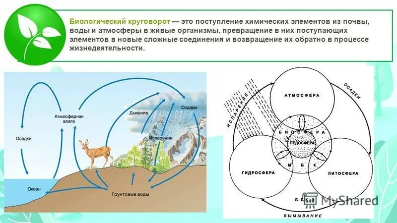 Роль ландыша в биологическом круговороте. Биологический круговорот. Биологический круговорот химических элементов. Биологический круговорот химических элементов в ландшафте. Схема биологического круговорота 6 класс география.