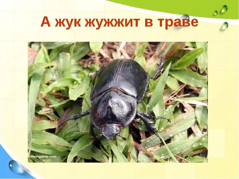 Звук жужжания жука. Жук жужжит. Мушка майский жук. Какие птицы питаются майскими жуками. Звук жужжания жука.