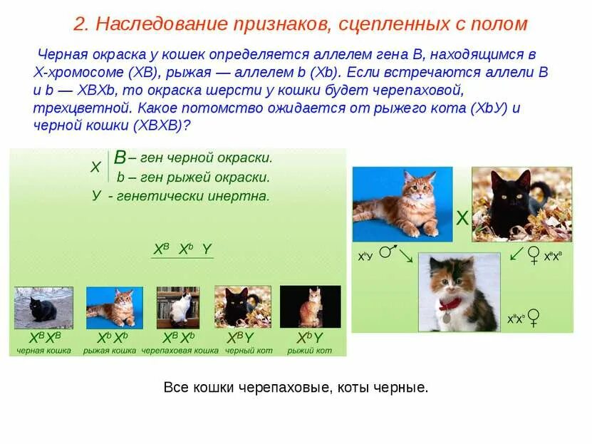 Какое сочетание генов дает черепаховую окраску. Наследование окраски шерсти у кошек. Какое сочетание генов дает черепаховую окраску. Наследование черепаховой окраски. Какое сочетание генов дает черепаховую окраску.