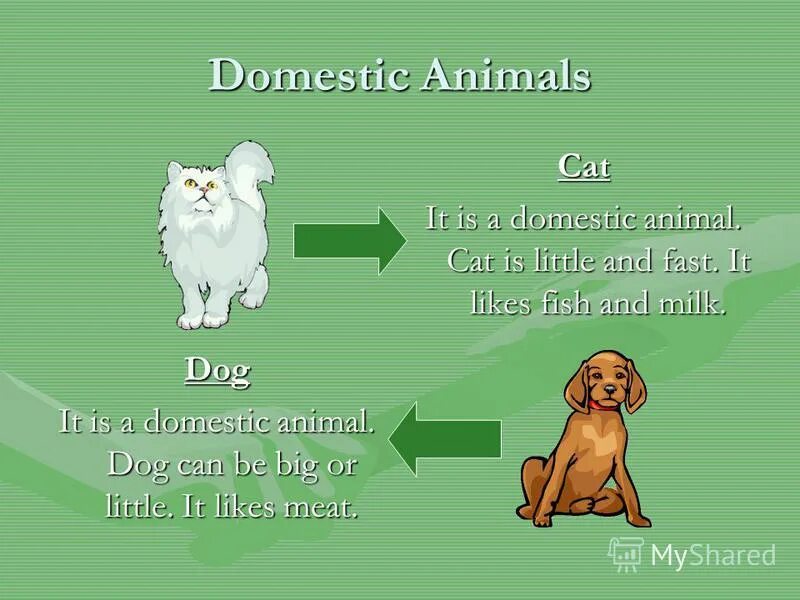 This is a dog. It is a cat. It is a cat. Its not a frog стих. I have a cat his name is pit.