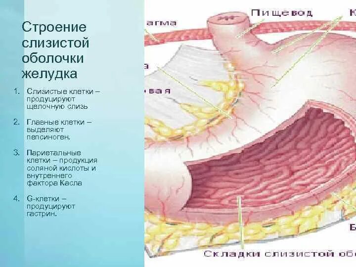 Функция оболочек желудка. Париетальных клеток слизистой оболочки желудка. Париетальные клетки слизистой оболочки желудка секретируют. Строение желудка оболочки. Основные типы секреторных клеток слизистой оболочки желудка.