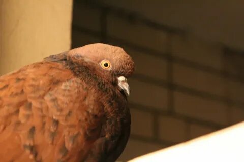 Голубь залетел в дом