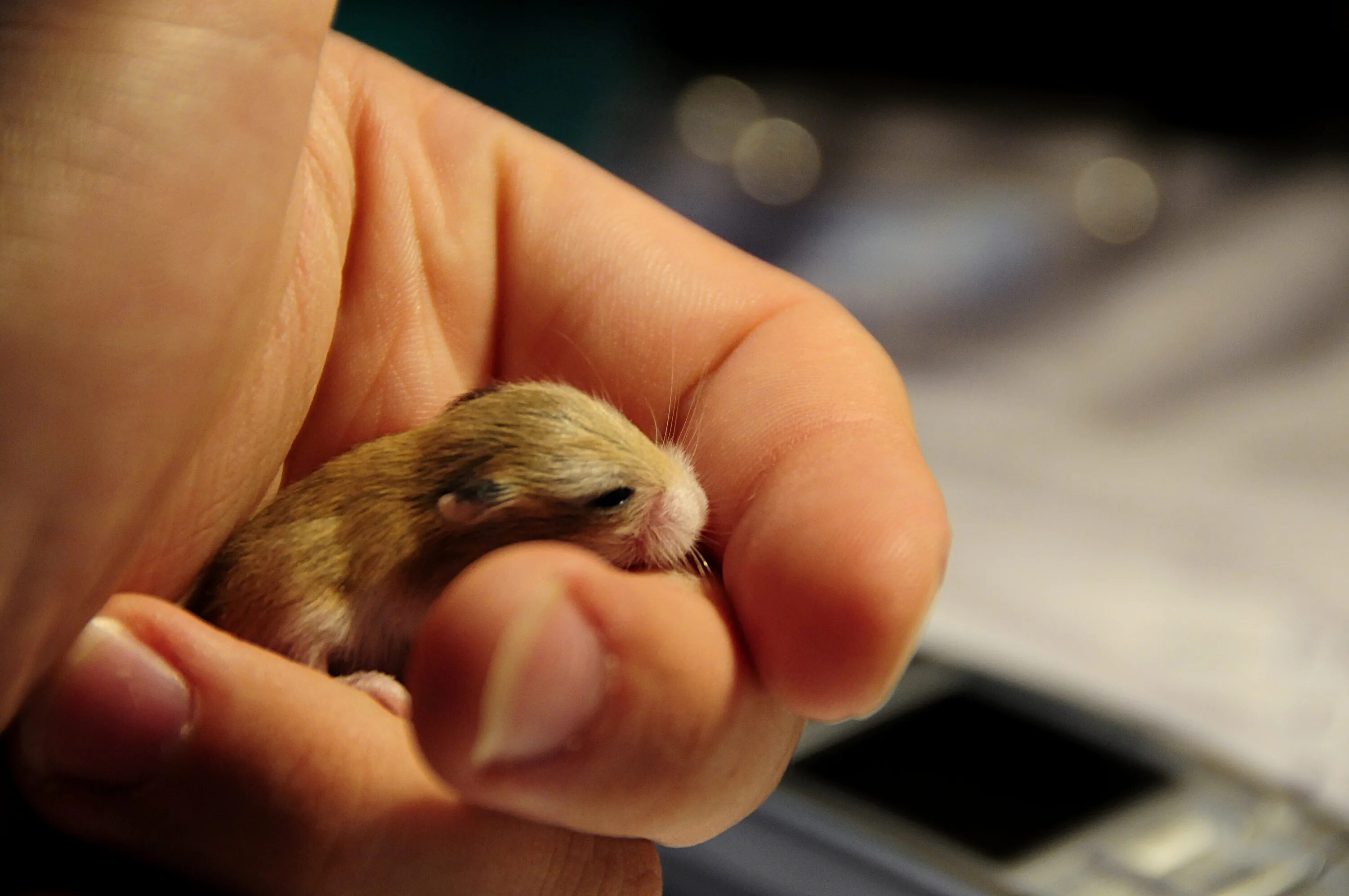 Новорожденные хомячки. Джунгарский хомячок. Baby Hamster Roborovski. Новорожденные джунгарские хомячки. Самый маленький хомяк в мире.