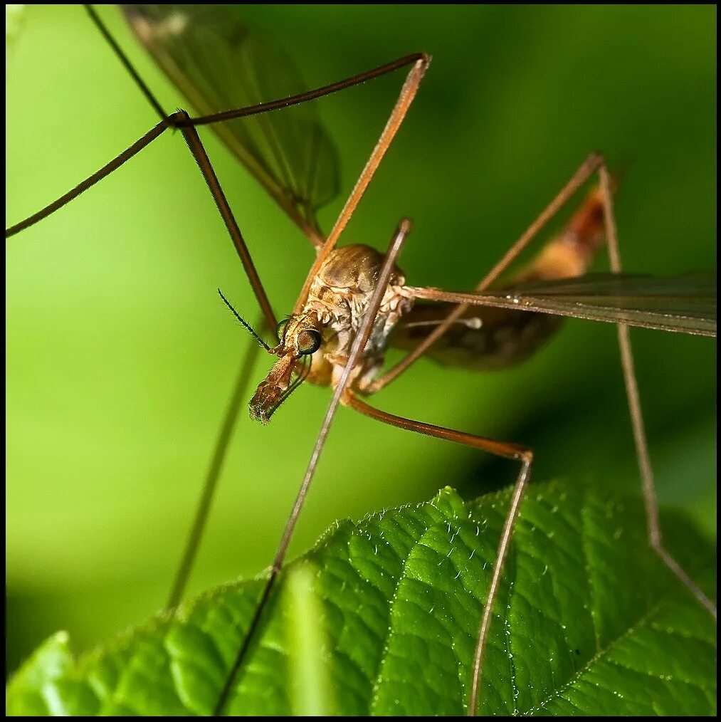 Как называется большой комар. Долгоножка Болотная. Долгоножка Болотная (Tipula paludosa Meig.). Карамора комар долгоножка. Болотная долгоножка комар долгоножка.