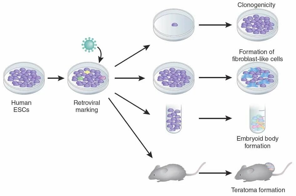 Клетки in vitro. Метод in vivo in vitro. Получение гибридом. In vitro схема. Получение гибридов на основе соединения клеток