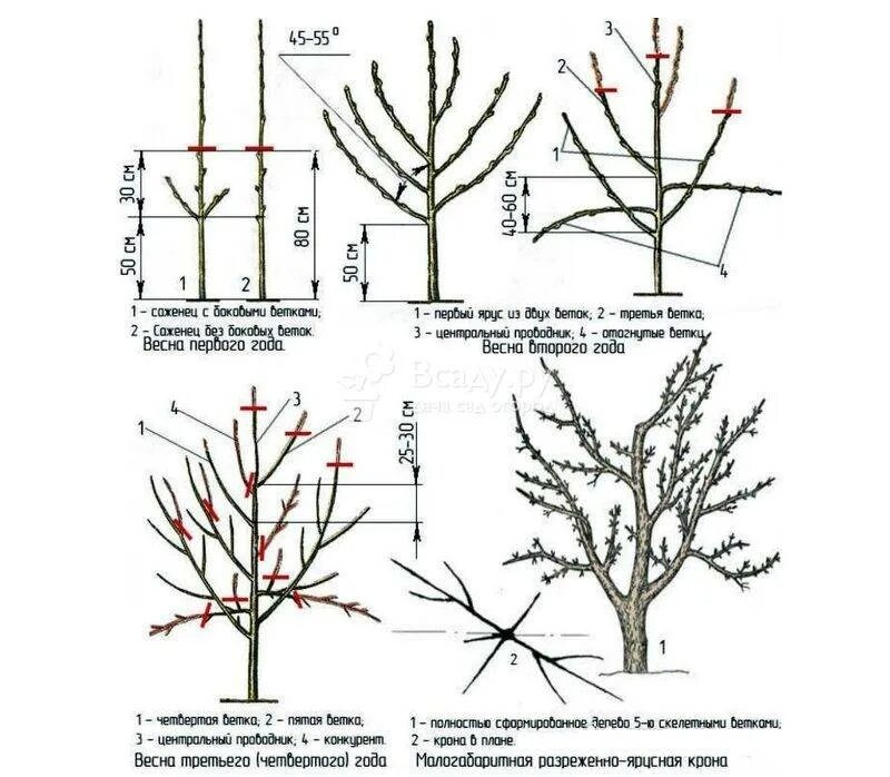 Обрезка яблонь груш весной схема. Правильная обрезка яблонь весной схема. Схема обрезки груши. Правильно обрезать яблоню осенью схема подрезки.