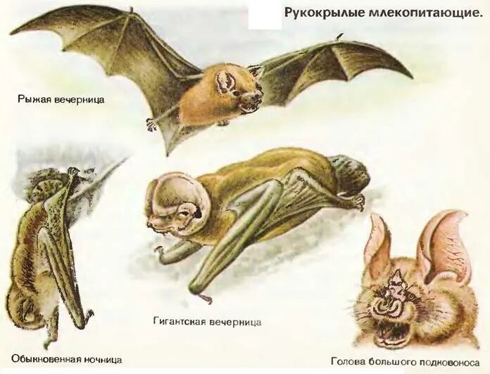 Рукокрылые млекопитающие примеры. Отряд рукокрылые млекопитающие. Отряды отряд рукокрылые представители. Рукокрылые млекопитающие представители список. Семейство рукокрылых представители.