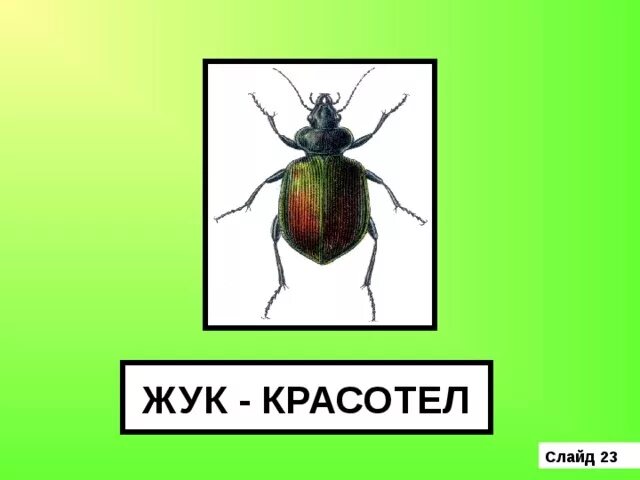 Жук красотел в какой природной зоне обитает. Окружающий мир Жук красотел. Сообщение о Жук красотел 3 класс окружающий мир. Жук-красотел в красной книге. Жук красотел сообщение 3 класс.