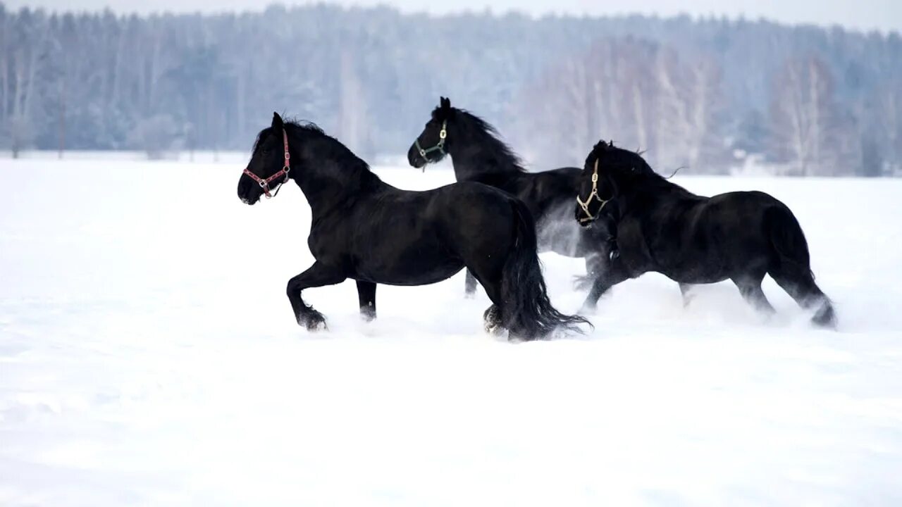 Черный конь песня. Орловский рысак жеребёнок. Тройка вороных рысаков. Лошади зимой. Лошади в снегу.