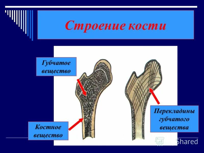 Губчатое вещество кости функции. Строение губчатого вещества кости. Состав компактного и губчатого вещества кости. Губчатое вещество строение. Губчатое веществоткости.