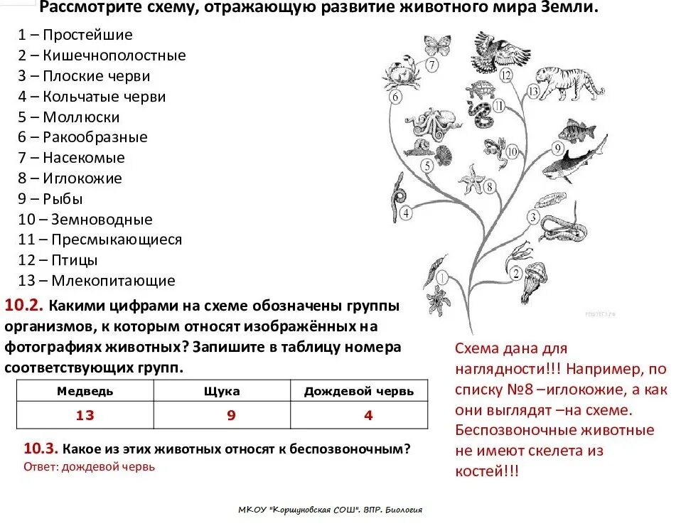 ВПР по биологии 6 класс 2023 с ответами. Задания по биологии. Биология 6 класс задания. Схема развития животного.