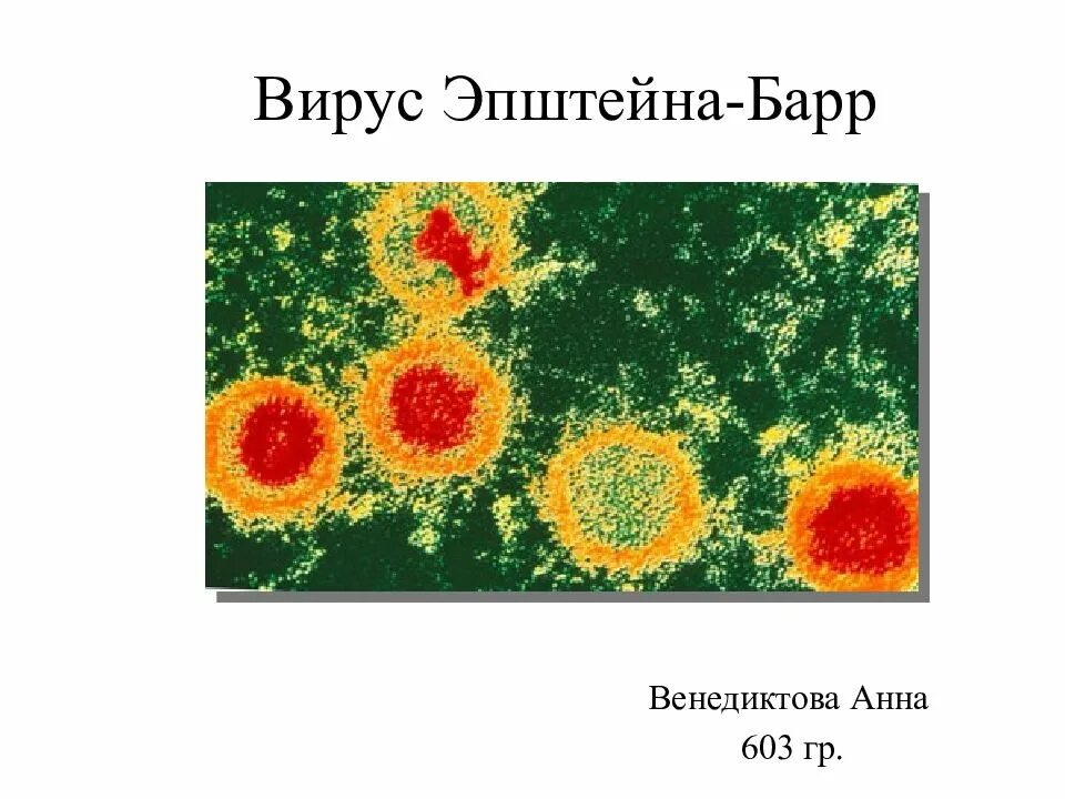 Вирус эпштейна барр класса g. Строение вируса эпштейна-барр. вирус эпштейна-барр рисунок.