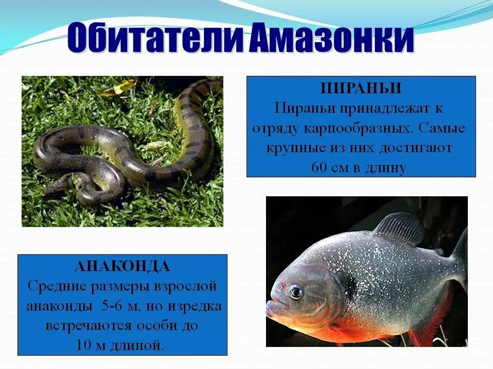 Амазонка имеет питание. Обитатели реки амазонки. амазонка река животные. река амазонка обитатели реки. река амазонка презентация.