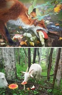 Какие животные едят мухоморы