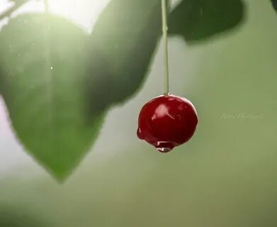 Вишня автор