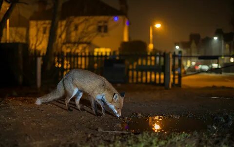 Wildlife work