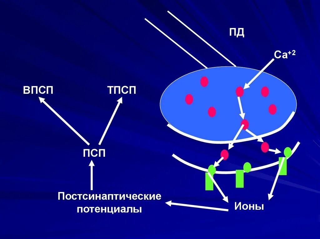 Впсп и тпсп физиология. Впсп. впсп и тпсп. тпсп ионы. постсинаптические потенциалы.