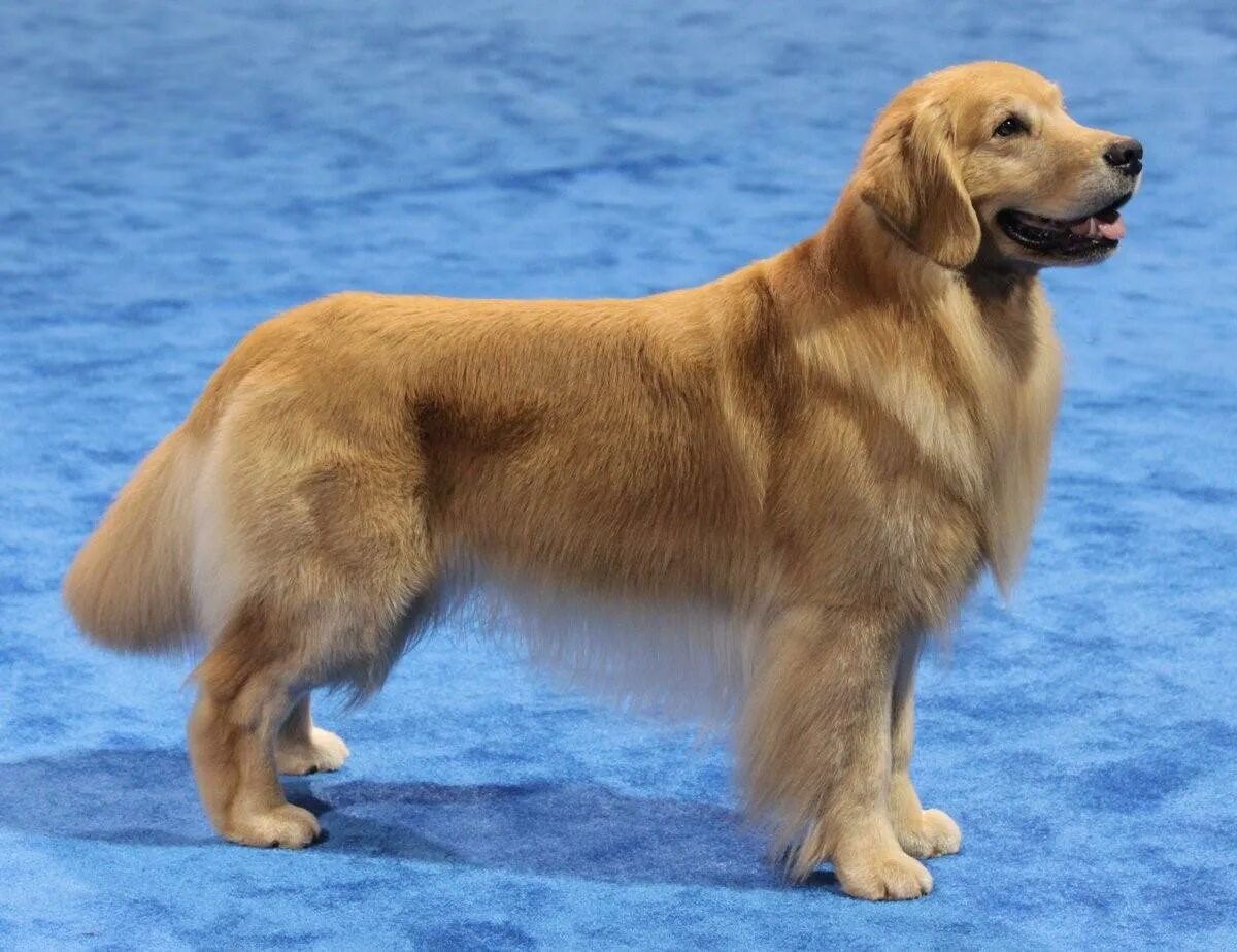 Питомник золотистых ретриверов арико кою. Собака с боку. Золотистый ретривер короткошерстный. Large golden. Large golden.