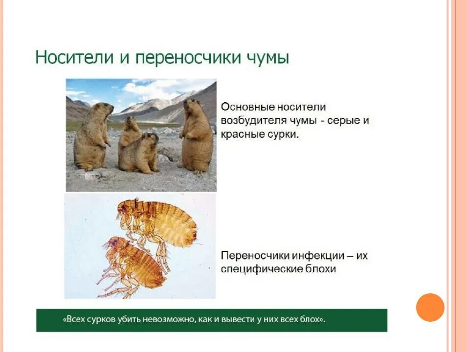Какие млекопитающие могут быть носителями возбудителя чумы. Переносчик возбудителя чумы. специфические переносчики возбудителей чумы. источник возбудителя чумы.