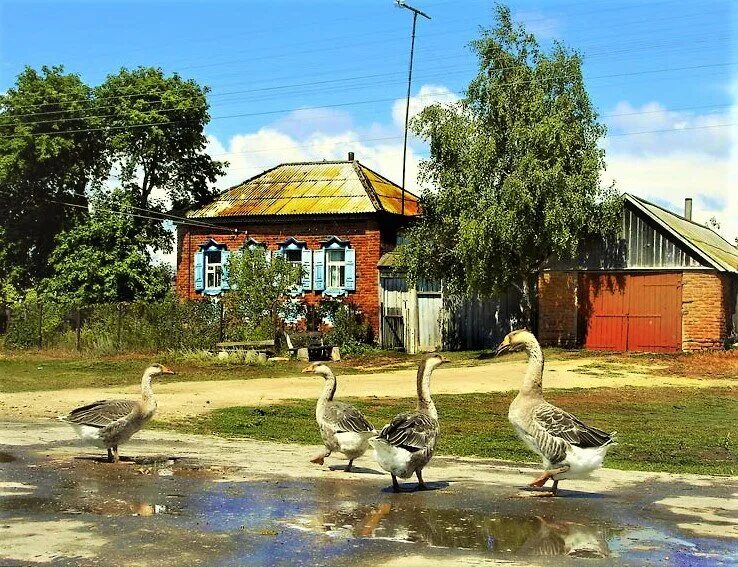 Гуси в деревне. Домик в деревне и гуси. Утки в деревне. Двор в деревне. Деревенька моя старая до земли поклонюсь