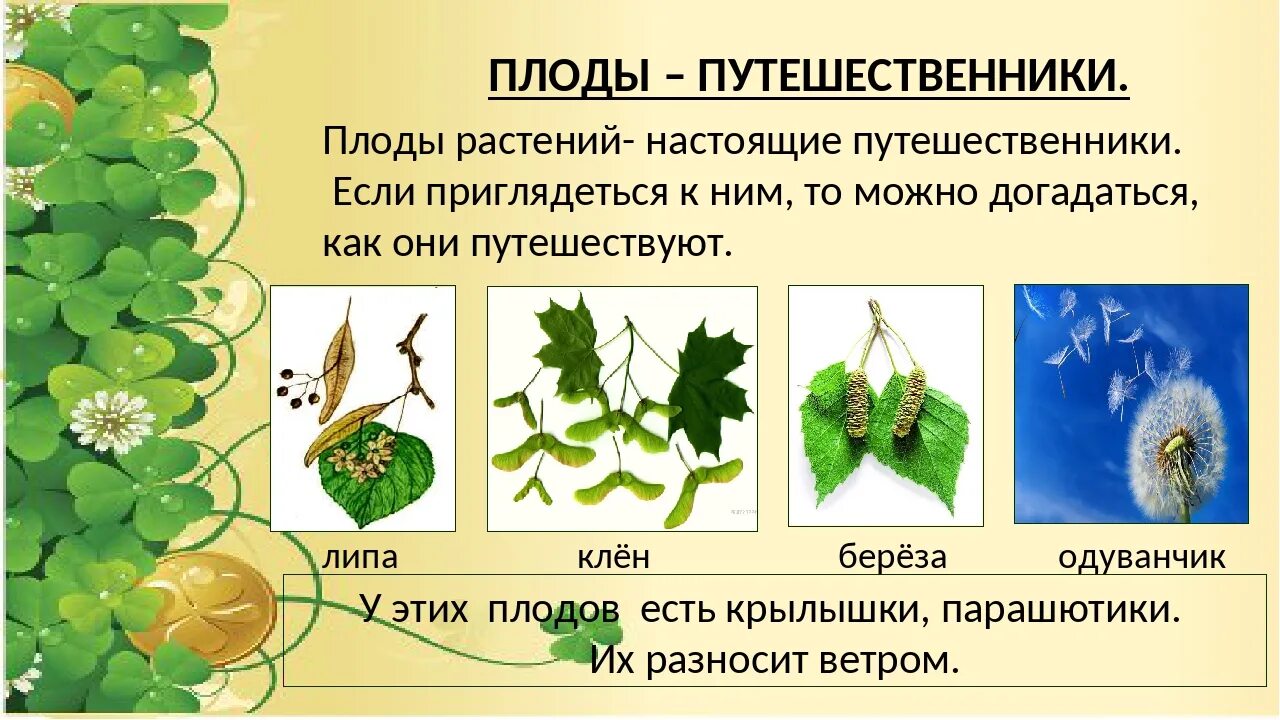 Размножение и развитие растений. Размножение плодов растений. Плод растения развивается в. Развитие растений 3 класс.