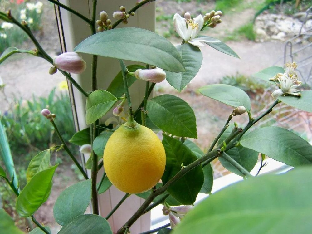Philippe Croes: Lots Of Flowers On Lemon Tree - Meyer Lemon Tree Care: Growing a