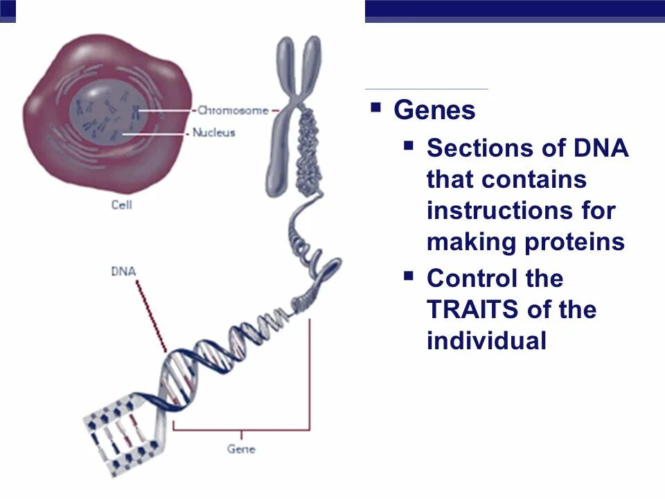 What does genetics as a science study
