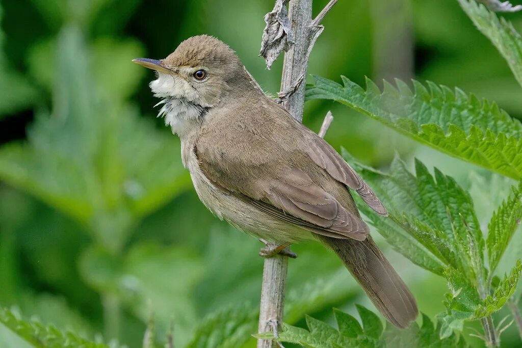 Садовая камышовка. Acrocephalus rehsei. Камышовка Садовая (Acrocephalus dumetorum). Сибирская Камышовка. Камышовка птица Приморский край.