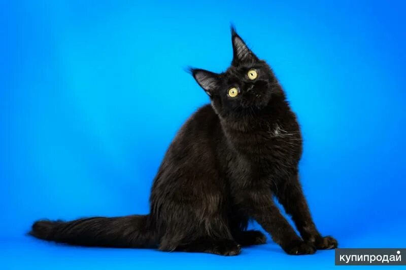 Мейн кун черный солид кошка. Черные мейн куны. Американский мейн кун черный. Мейн кун полидакт черный. Мейн кун черный девочка.