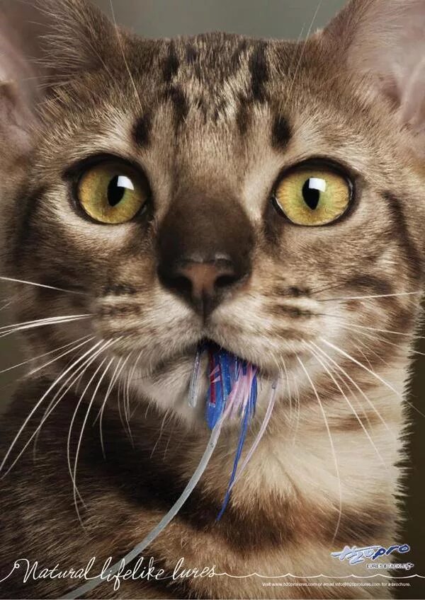 Реклама кошачьего. Креативный котик. креативные коты. кошка для рекламы. реклама с котиками.