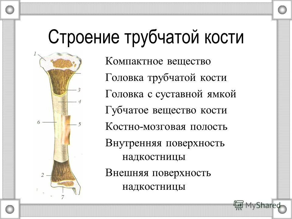 Строение кости огэ. Пищеварительная система конспект егэ по биологии. Типы костей биология 8 класс функции. Строение кости огэ. Внутреннее строение кости человека.