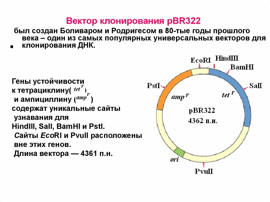 Клонирование плазмиды. Плазмида pbr322. Векторы клонирования. Векторы для молекулярного клонирования. Плазмидные вектора для клонирования.