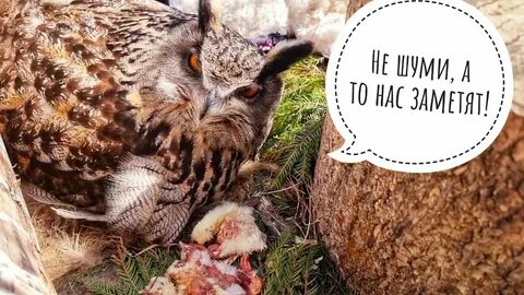 Масса филина