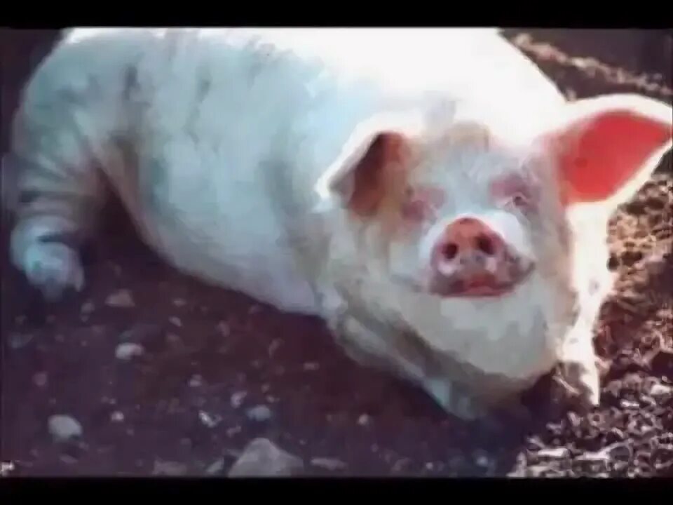Pin by Barbara Cook on Wacko Stuff Funny pig pictures, Pig pictures, Funny pigs