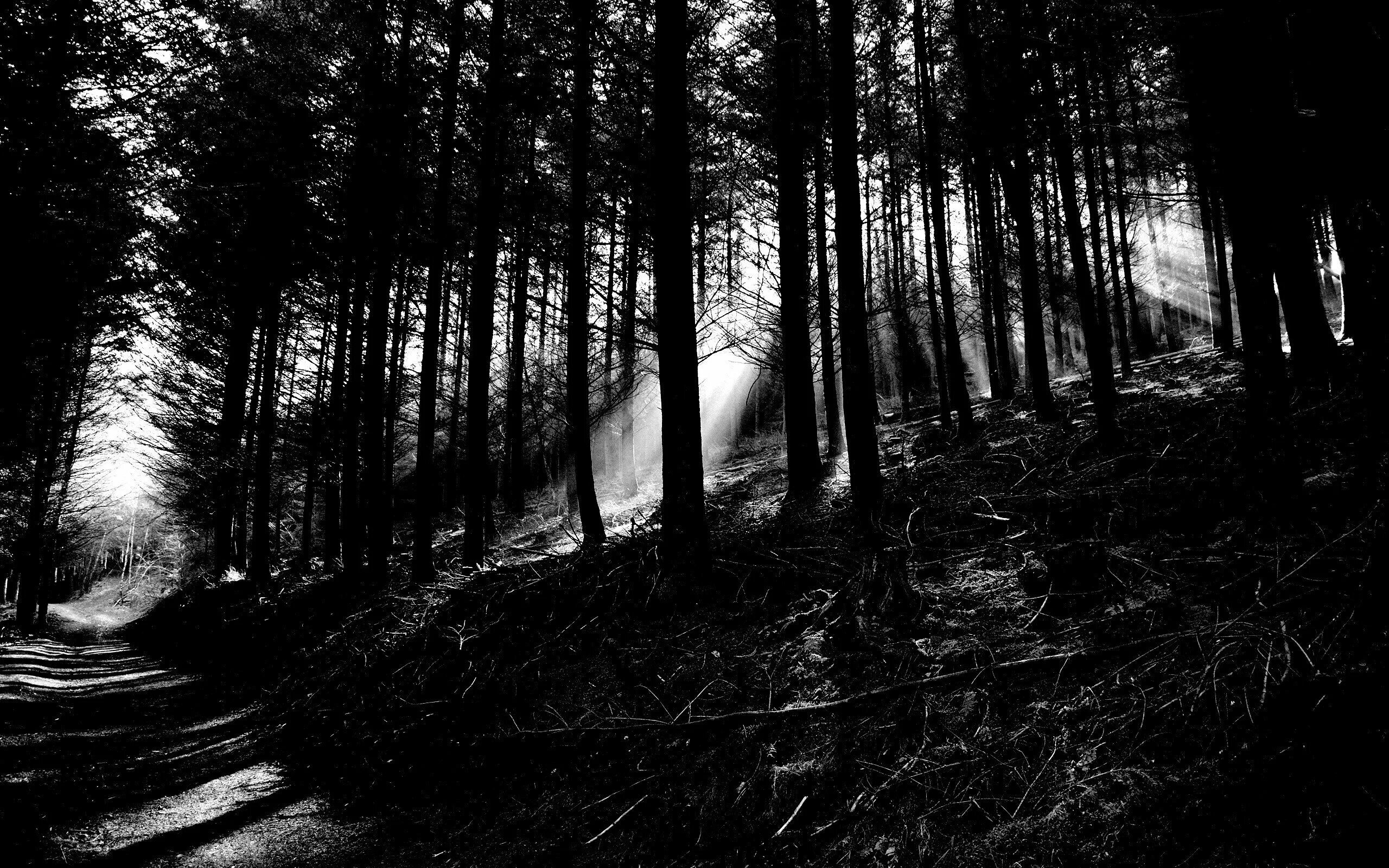 Самый черный лес. Шварцвальд лес мрачный. Шварцвальд темный лес. Черно белый лес. Готический лес.