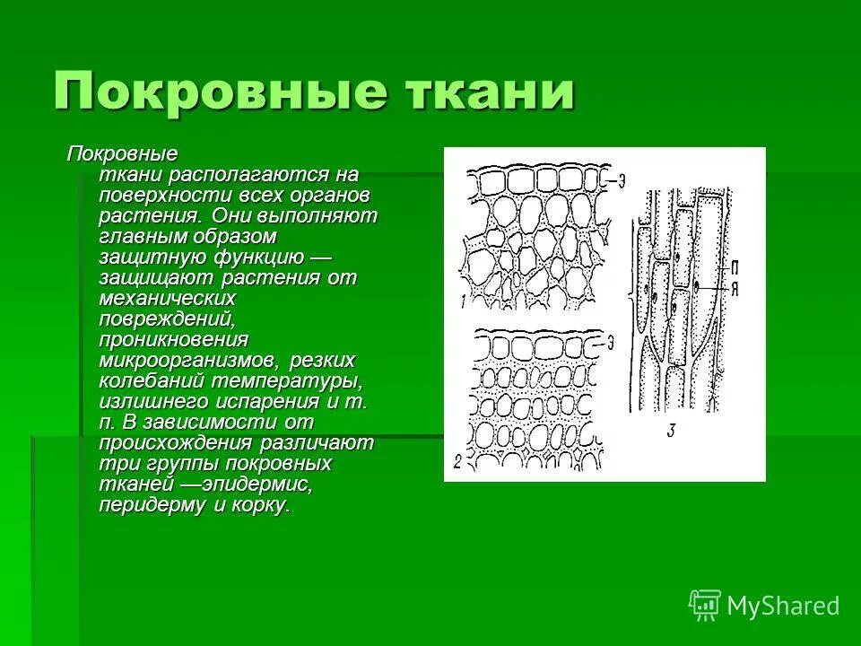 Опорные ткани растений