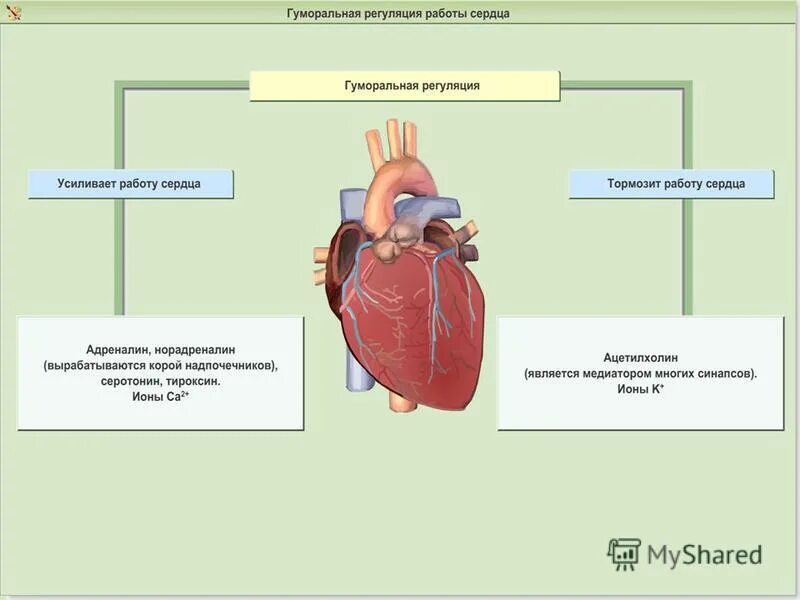 Структуры внутреннего строения сердца. Строение сердца. Взаимосвязь строения и функций сердца. Таблица система органов. Ткани особенности строения и функции таблица.
