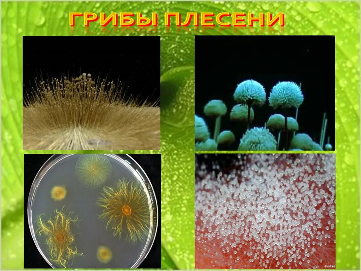 Представители бактерий. Представители микробов. Разнообразие природы бактерий. Бактерии в живых организмах. Живые организмы в открытом