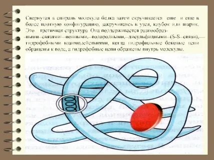 Свернутая спираль