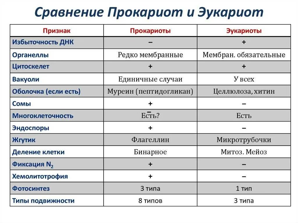 Эукариоты сравнение