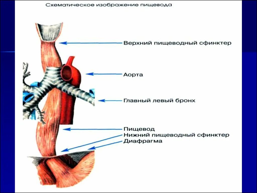 Нижний пищевод. Верхний пищеводный сфинктер. Верхний сфинктер пищевода. Верхний и Нижний сфинктер пищевода. Строение пищевода сфинктеры.