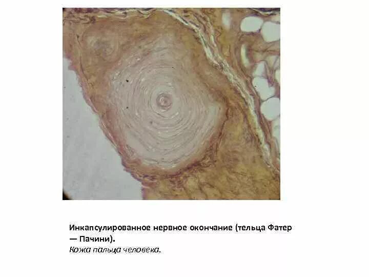 Инкапсулированное нервное окончание (тельца фатер — Пачини).. Тельце фатера Пачини в коже пальца человека. Инкапсулированное нервное окончание тельце фатера-Пачини. Тельца фатера Пачини в коже. Тельца фатера