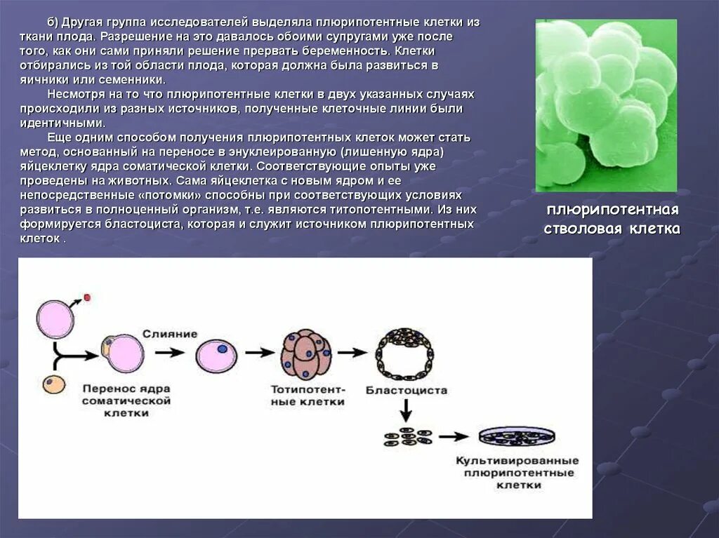 Метод пересадки ядер. Плюрипотентные стволовые клетки. Плюрипотентная стволовая клетка. Плюрипотентные клетки крови. Получение плюрипотентных клеток.