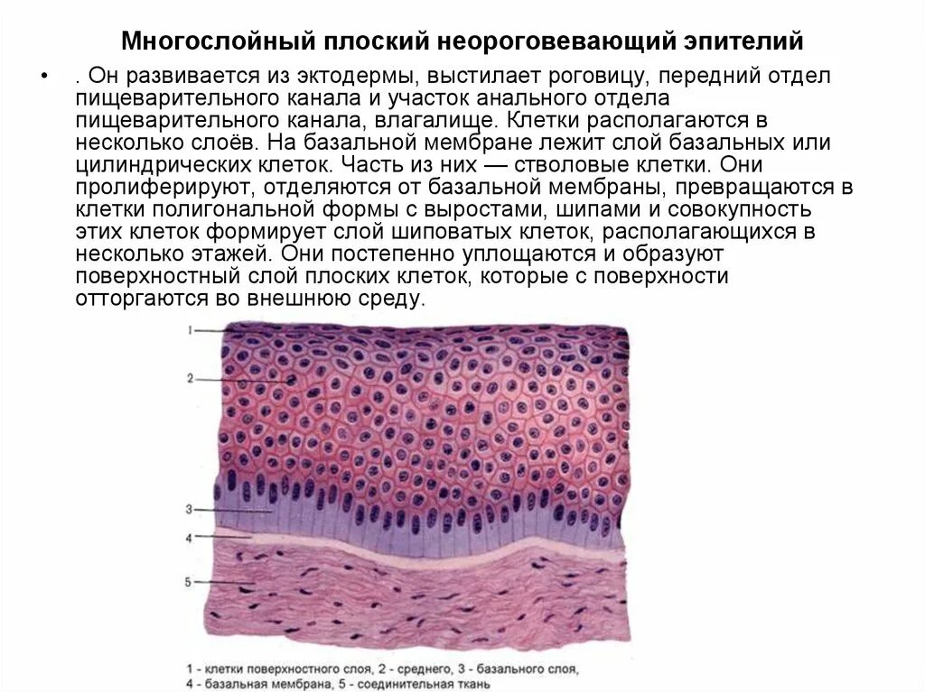 Какой эпителий покрывает кожу. Какой эпителий покрывает кожу. Многослойный плоский ороговевающий эпителий. Многослойный плоский неороговевающий эпителий кожи пальца человека. Неороговевающий многослойный плоский эпителий покрывает.