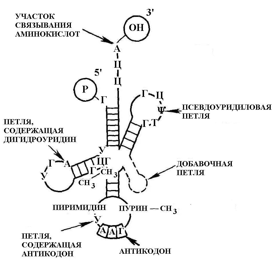Строение ТРНК Центральная петля. Структура, функции транспортных РНК. Строение транспортной РНК биохимия. Т РНК строение и функции.