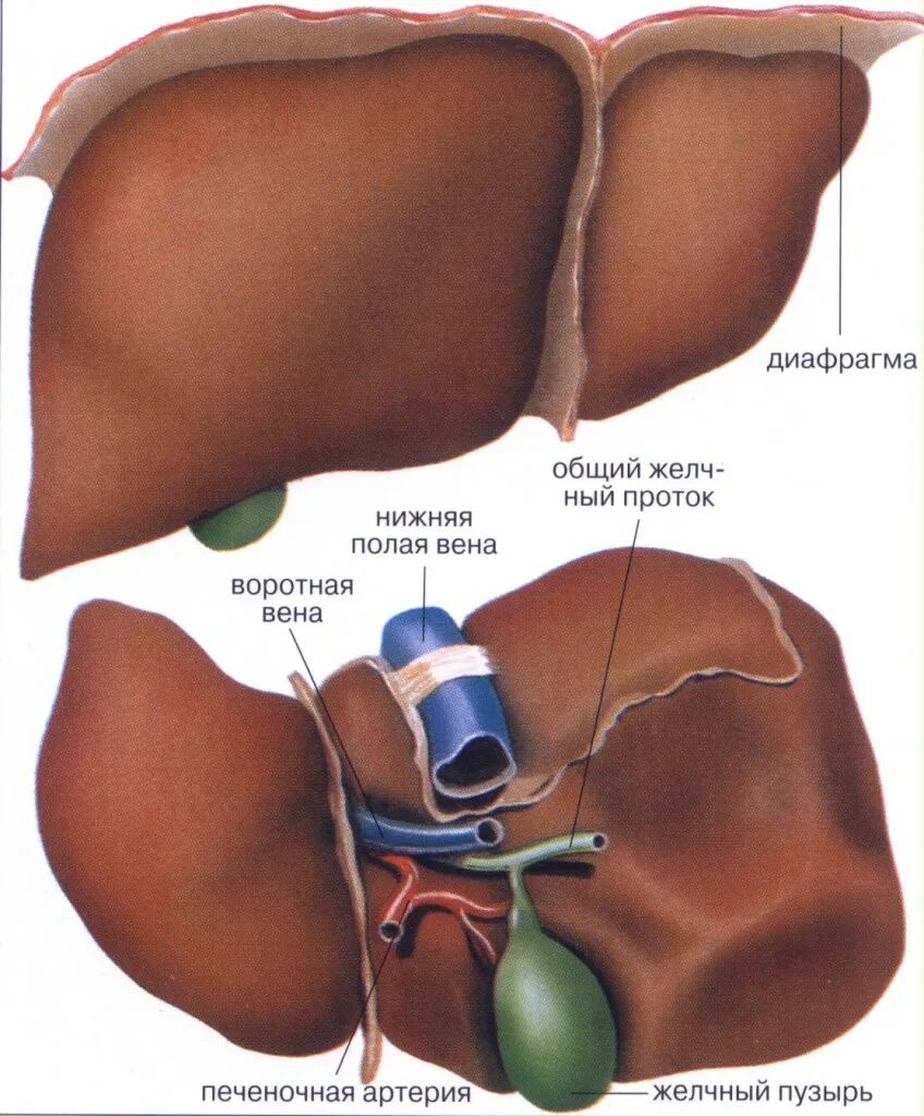 Печень и желчный фото. Желчный пузырь расположение строение анатомия. Печень и желчный пузырь. Печень анатомия человека. Желчный пузырь анатомия человека.